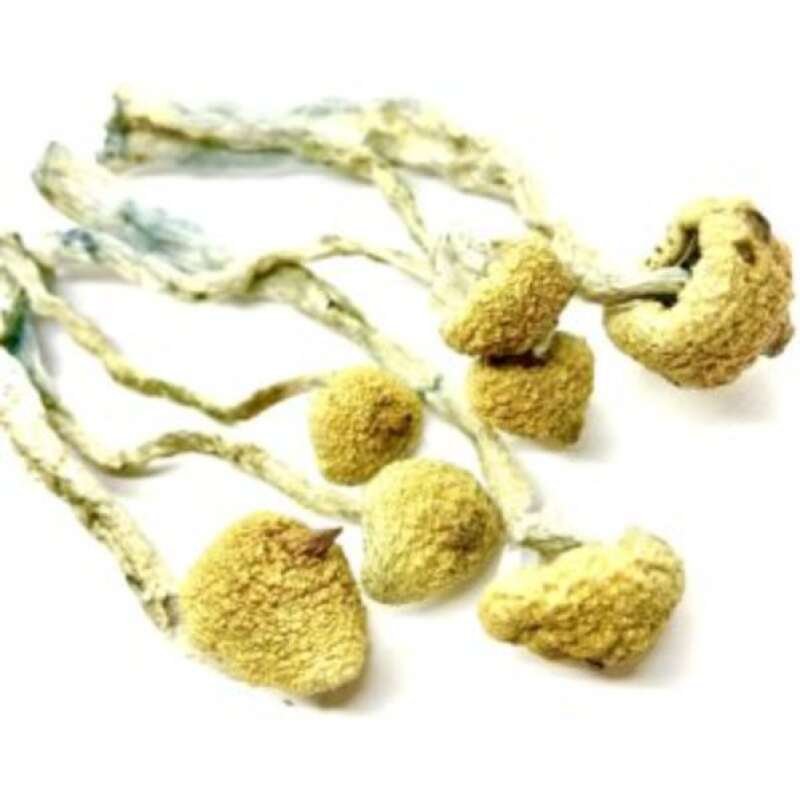 Buy Golden Teacher Mushrooms Online - Image 3