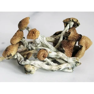 Buy Psilocybe Baecoystis Mushroom Online