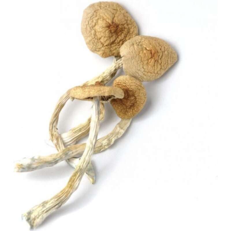 Buy Golden Teacher Mushrooms Online - Image 2