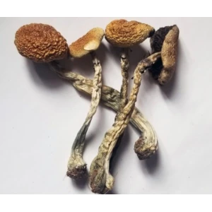 Buy Psilocybe Cyanescen Online