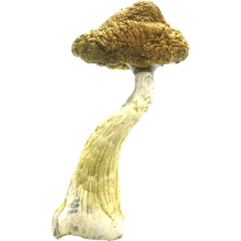 Buy Golden Teacher Mushrooms Online - Image 4