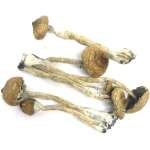 Buy Golden Teacher Mushrooms Online