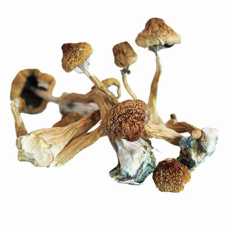 Psilocybin Mushrooms