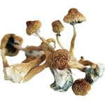 African Transkei Mushroom