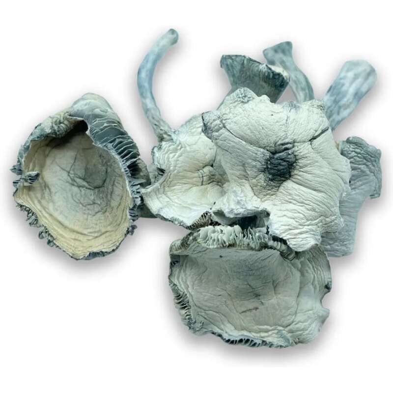 Buy Albino Mushrooms Online - Image 3