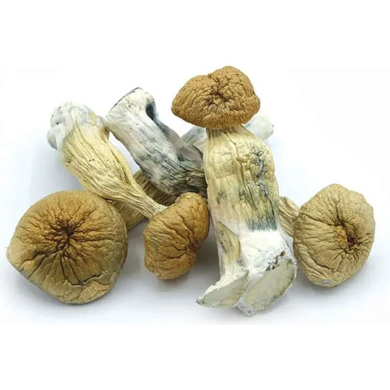 Buy Premium African Transkei Mushroom Online - Image 2
