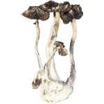 Buy Albino Mushrooms Online