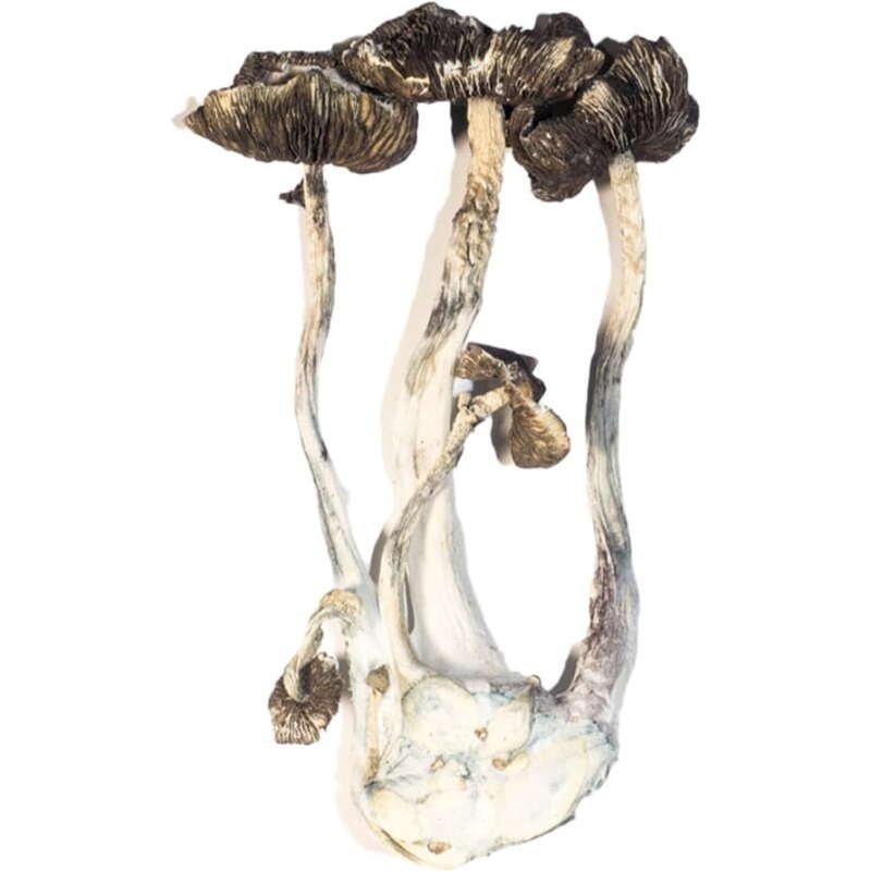 Buy Albino Mushrooms Online