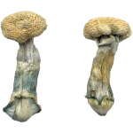 Buy Treasure Coast Mushrooms Online