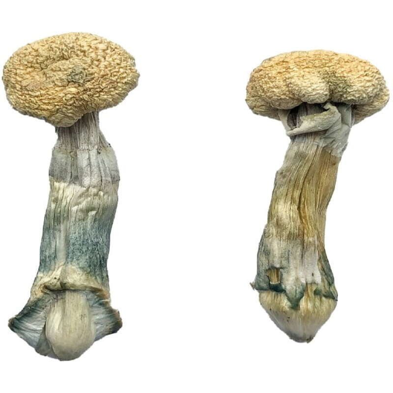 Buy Treasure Coast Mushrooms Online