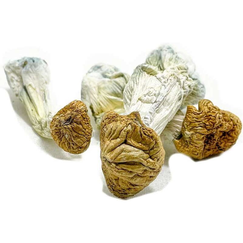 Aztec Gods Mushrooms