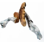 Buy Blue Meanie Mushroom online