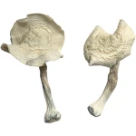 Buy Louisiana Magic Mushrooms Online