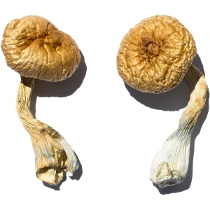 buy Cambodian Gold Mushroom online
