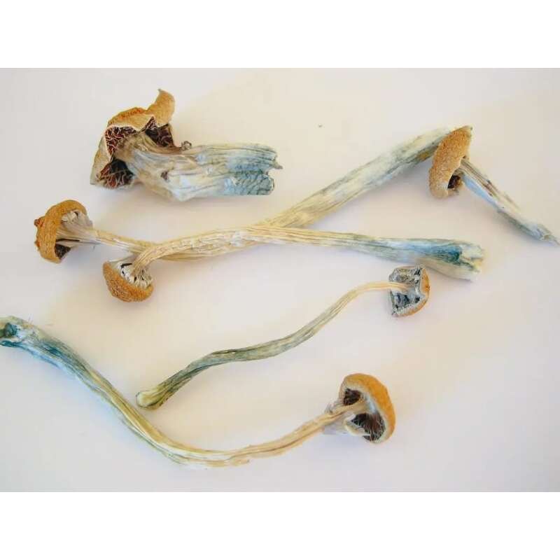 Buy Treasure Coast Mushrooms Online - Image 2