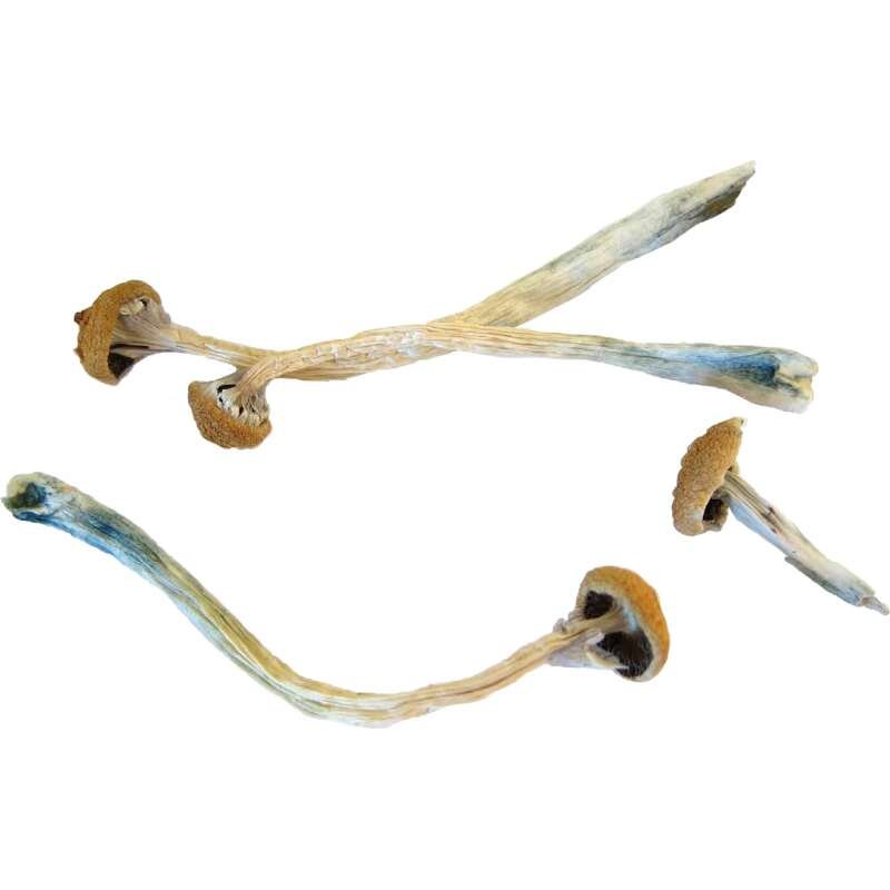 Buy Treasure Coast Mushrooms Online - Image 3