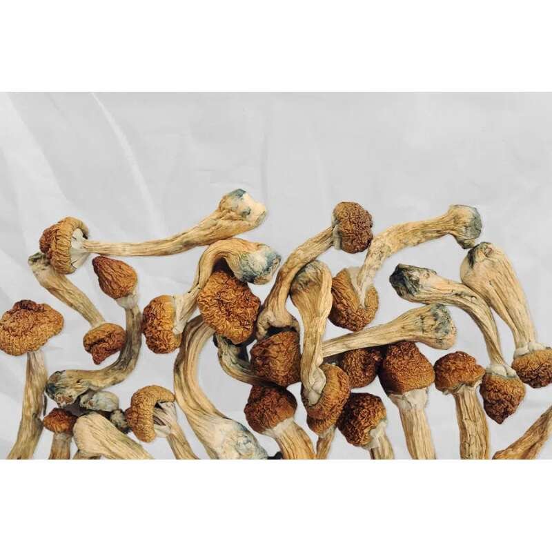 Buy Treasure Coast Mushrooms Online - Image 4