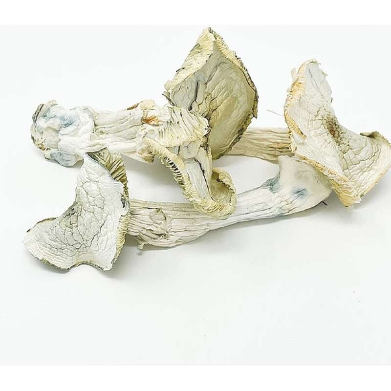 Buy Albino Mushrooms Online - Image 4