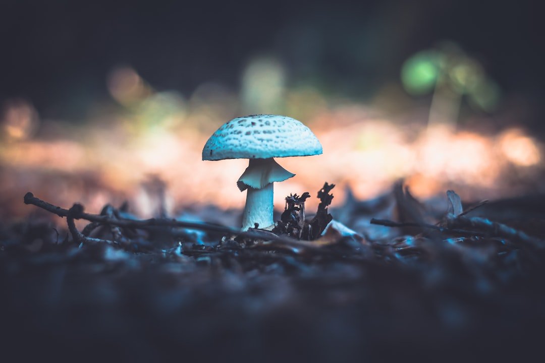 albino A+ mushroom reviews