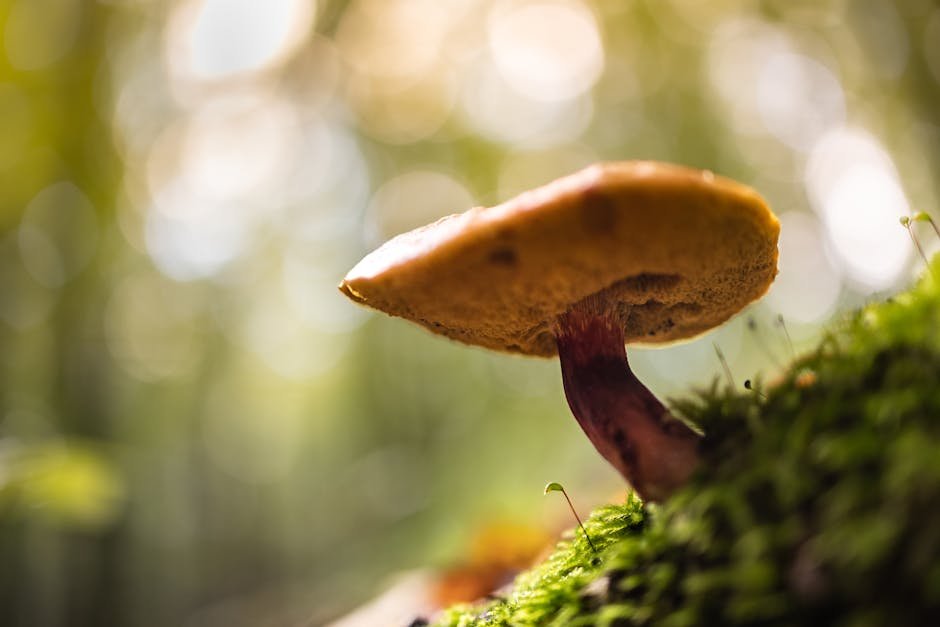 benefits of magic mushrooms