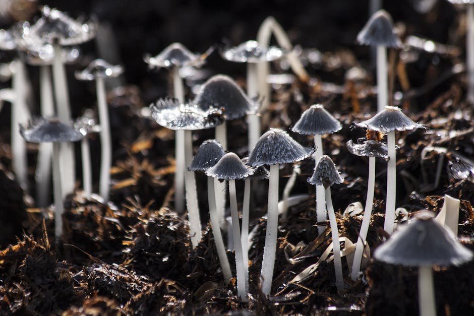 cordychi mushroom benefits