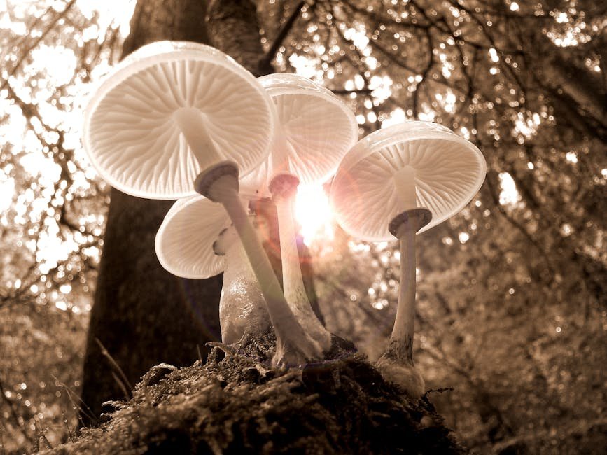guided mushroom trip