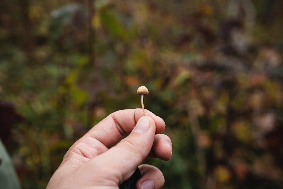 how long do shrooms last