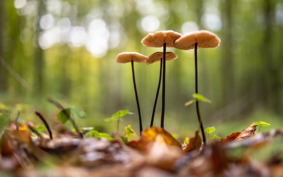how long does it take for shrooms to kick in