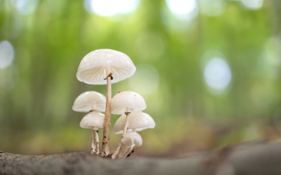 magic mushroom retreats