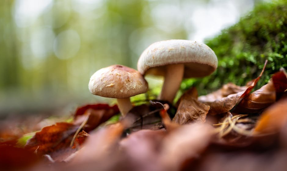 Magic mushrooms and mental health