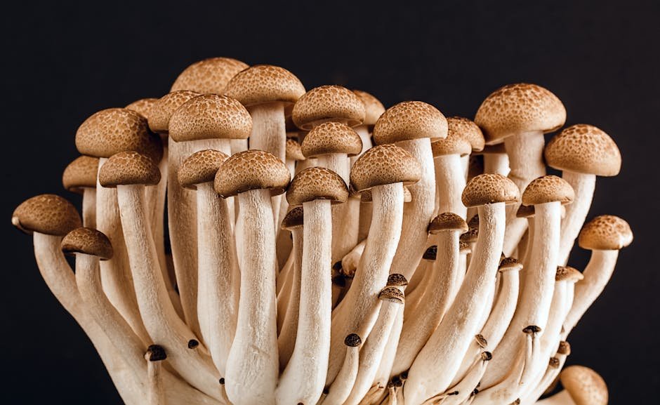 mushrooms for anxiety