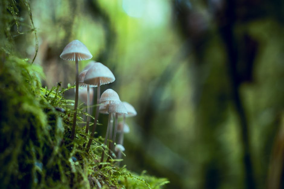 psilocybin for depression
