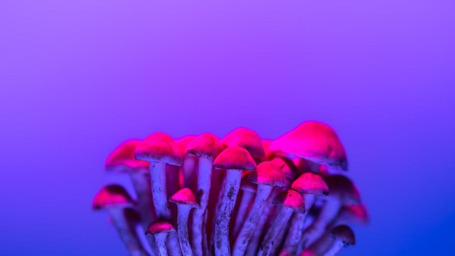 psychedelic mushroom safety