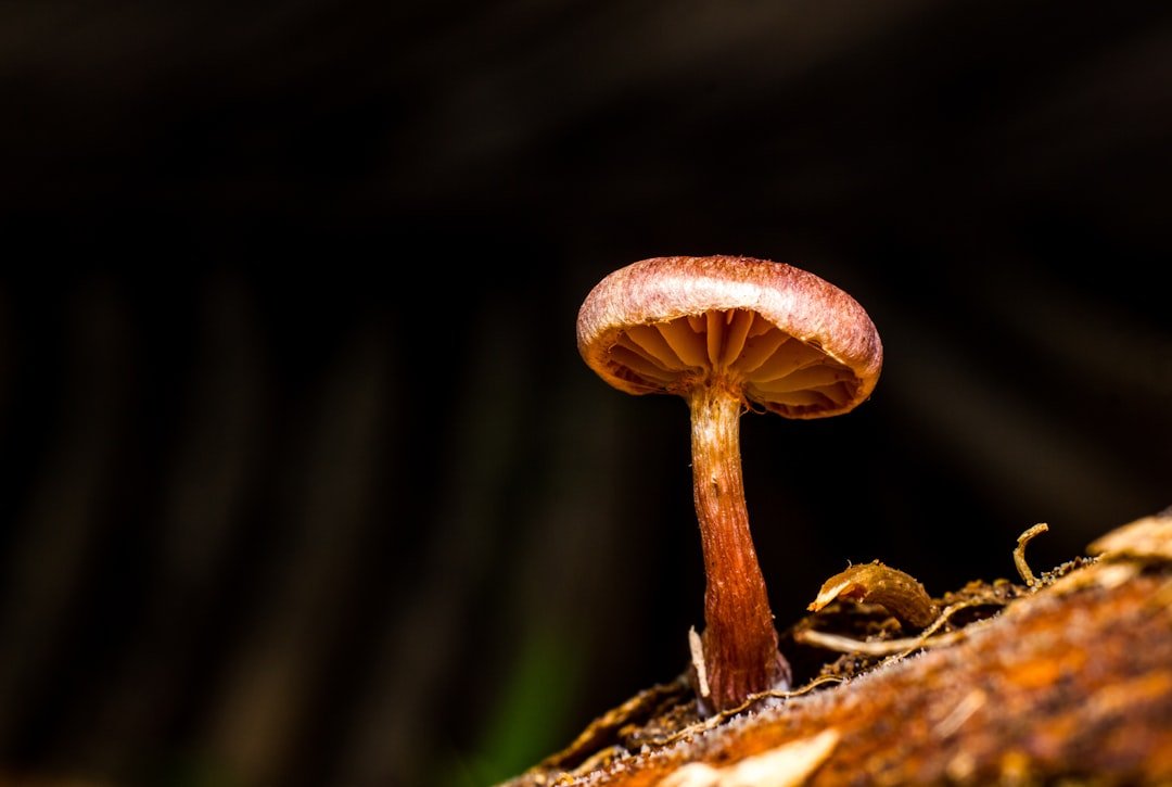 what states have legalized psychedelic mushrooms
